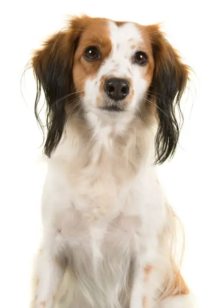 Portrait of a cute small dutch waterfowl dog looking at the camera on a white background in a vertical image