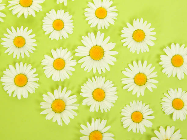 istock Flat lay with daisy flower heads in a arrangement seen from a high angle view 1273381732