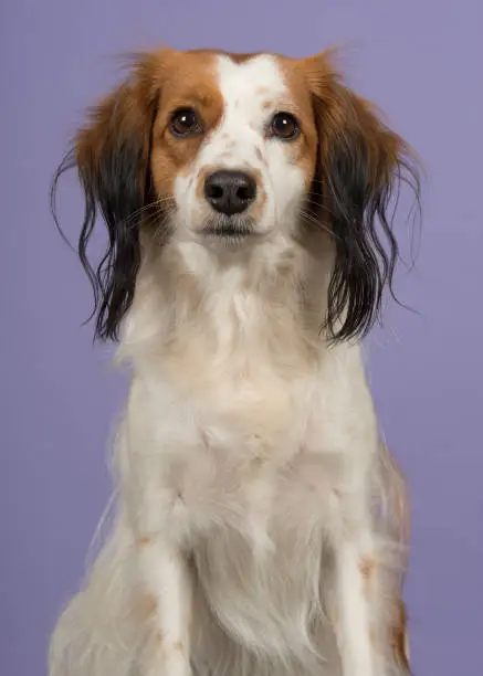 Portrait of a cute small dutch waterfowl dog looking at the camera on a purple background in a vertical image