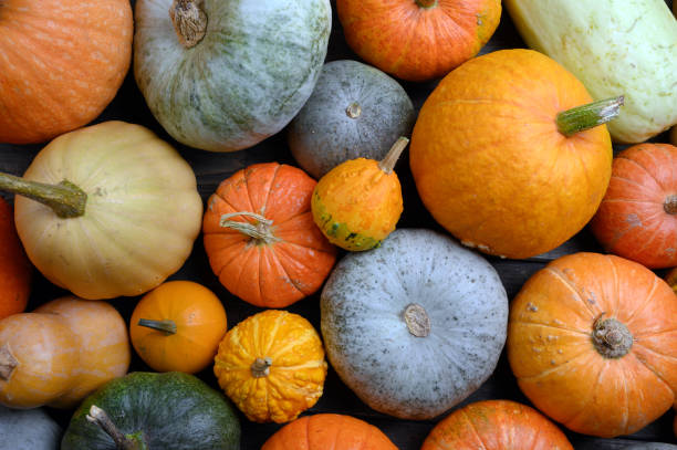 istock Autumn harvest colorful squashes and pumpkins in different varieties. 1273382476