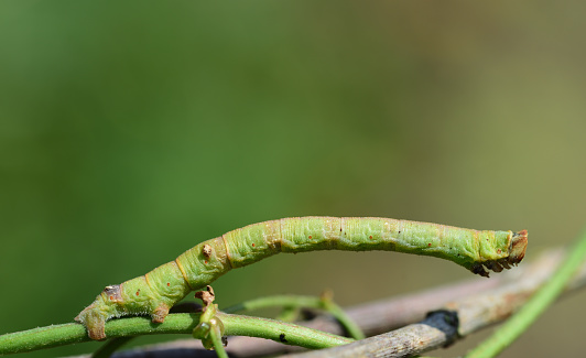 A small green caterpillar, a spanner, clings to a thin branch against a green background in nature