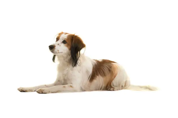 Cute small dutch waterfowl dog lying down seen from the side isolated on a white background