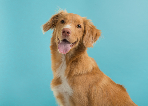 Portrait of a nova scotia duck tolling retriever looking at camera on a blue background with mouth open