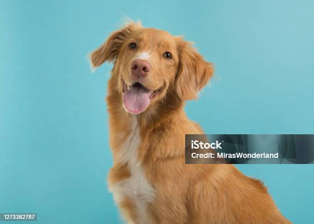 Portrait Of A Nova Scotia Duck Tolling Retriever Looking At Camera On A Blue Background With Mouth Open Stock Photo - Download Image Now