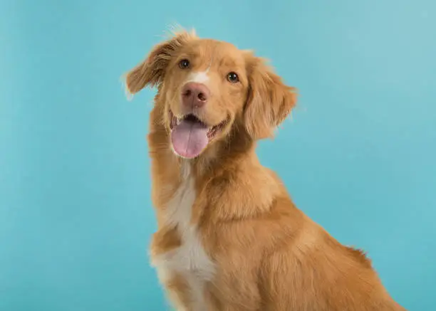 Portrait of a nova scotia duck tolling retriever looking at camera on a blue background with mouth open