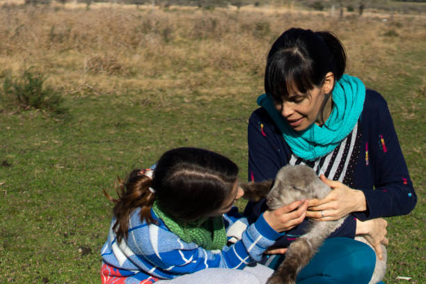 istock in the field with a lamb 1273382834
