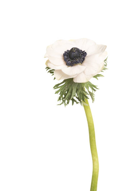 istock Single white anemone flower isolated on a white background 1273382837