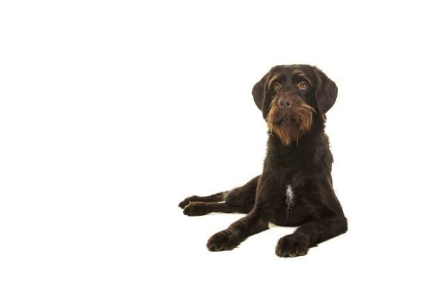 istock Cesky Fousek dog lying down and looking away seen from the front isolated on a white background 1273383607