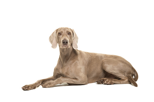 Weimaraner dog lying down looking at the camera seen from the side isolated on a white background