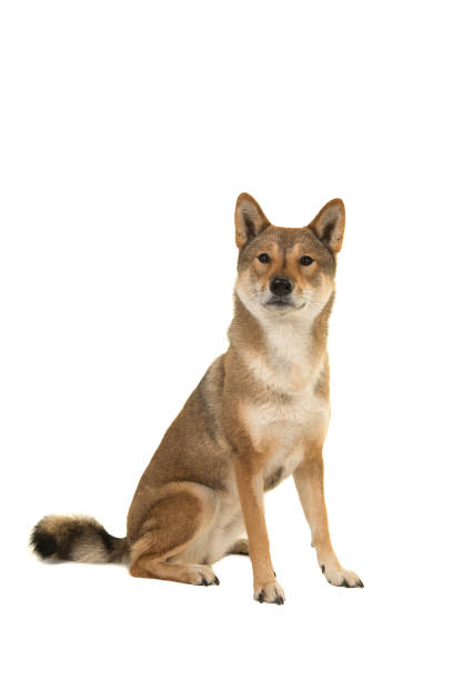 istock Sitting Skikoku dog looking at the camera isolated on a white background 1273383802