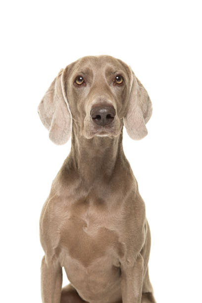 verticale d’un chien de weimaraner regardant la caméra isolée sur un fond blanc - weimaraner dog animal domestic animals photos et images de collection