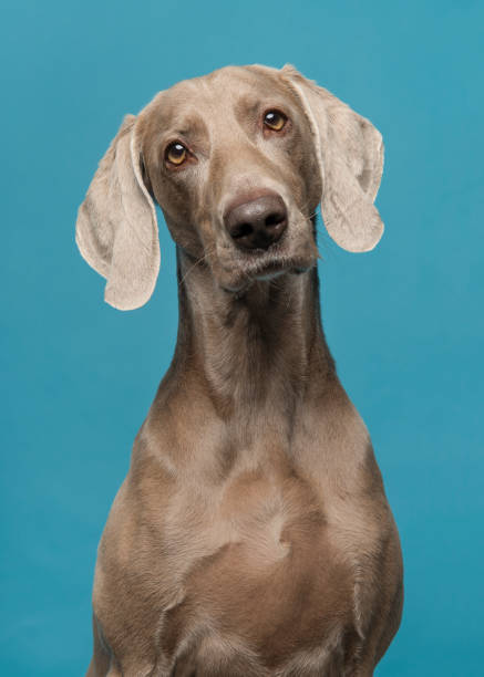porträt eines stolzen weimaraner hundes auf blauem hintergrund - weimaraner dog animal domestic animals stock-fotos und bilder
