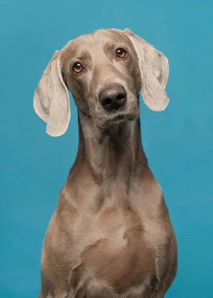 Portrait of a proud weimaraner dog on a blue background