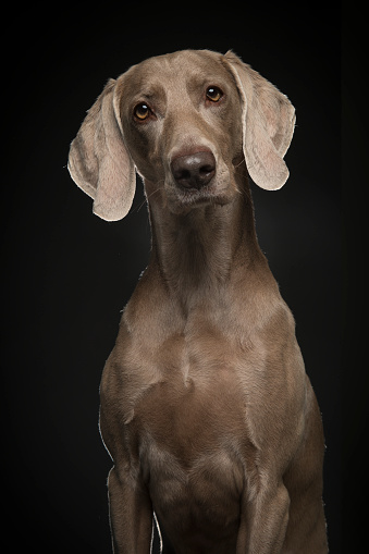 Portrait of a proud weimaraner dog on a black background