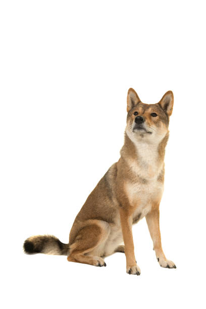 istock Sitting Skikoku dog looking up isolated on a white background 1273383968