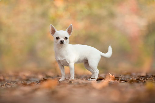 Pretty standing white chihuahua dog seen from the side in a autum forest