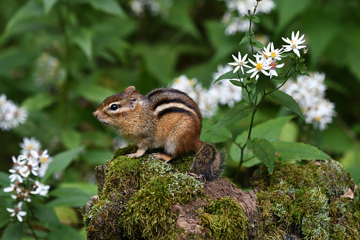 Eastern chipmunk perched on mossy tree stump, surrounded by white wood asters, a shade-loving wildflower. Taken in the woods of Washington, Connecticut in mid September.
