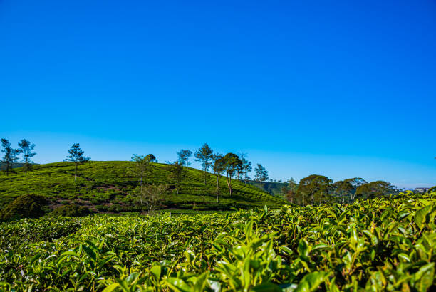 istock Sunrise at Pangalengan Bandung 1273386625
