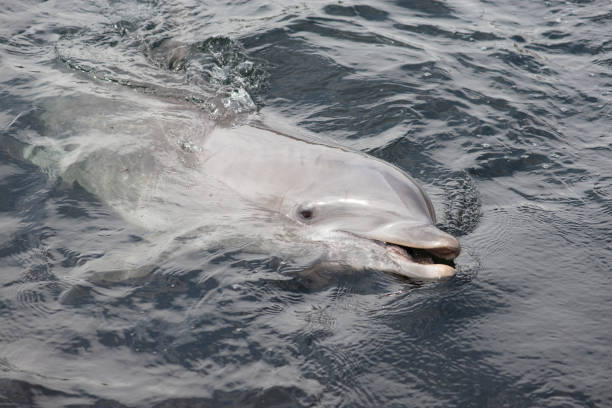 istock Dolphin lying in the water seen from the side 1273386782