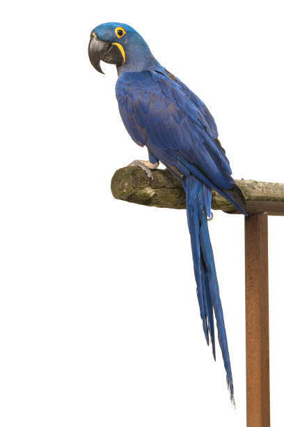 istock A blue hyacinth macaw on a branch isolated on a white background 1273386785