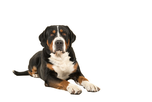 Great swiss mountain dog lying down seen from the front looking up isolated on a white background with copy space
