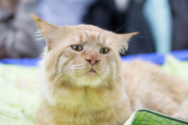 The big, red, lazy cat of the breed Main Kun lies on the green plaid. The cat slightly sticks out its tongue.