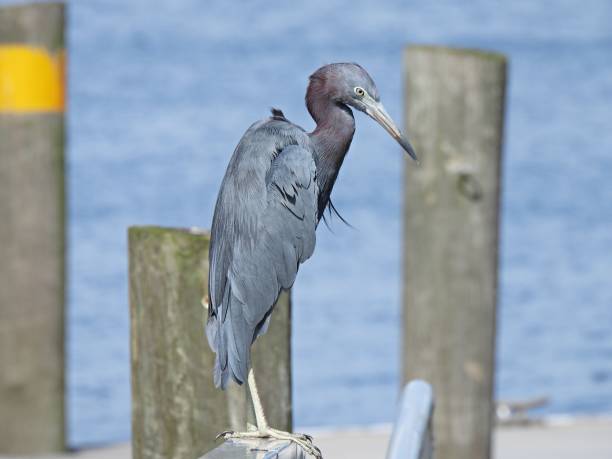 istock Little Blue Heron (Egretta caerulea) resting on a dock near a Florida lake 1273387931