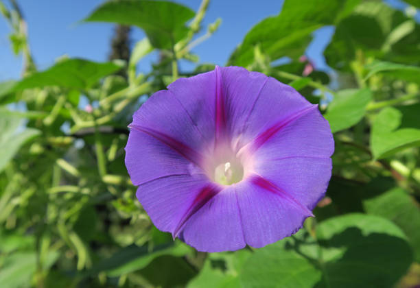 Violet morning glory flower Closeup of violet colored field bindweed flower (Convolvulus arvensis) also known as morning glory flower in fool bloom. ipomoea purpurea stock pictures, royalty-free photos & images