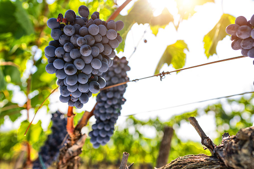 grapes on vine in vineyard in sonoma california