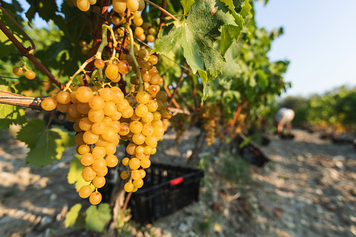 Grape harvesting for wine making storytelling: Italian vendemmia in Tuscany