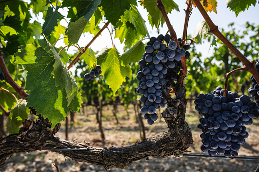 Close up of a withering bunch of grapes on the vine due to a prolonged heatwave