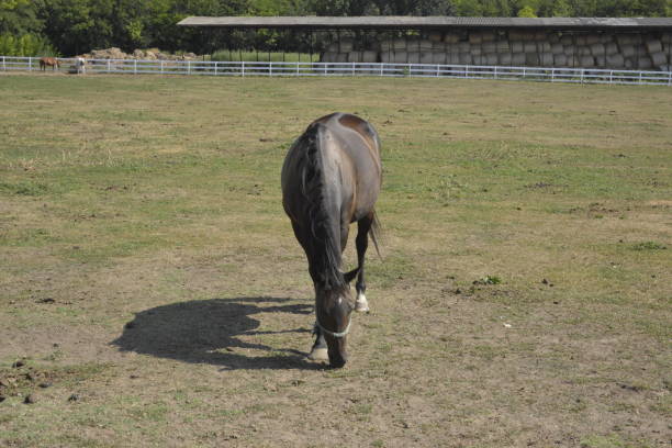 Horses in the paddock