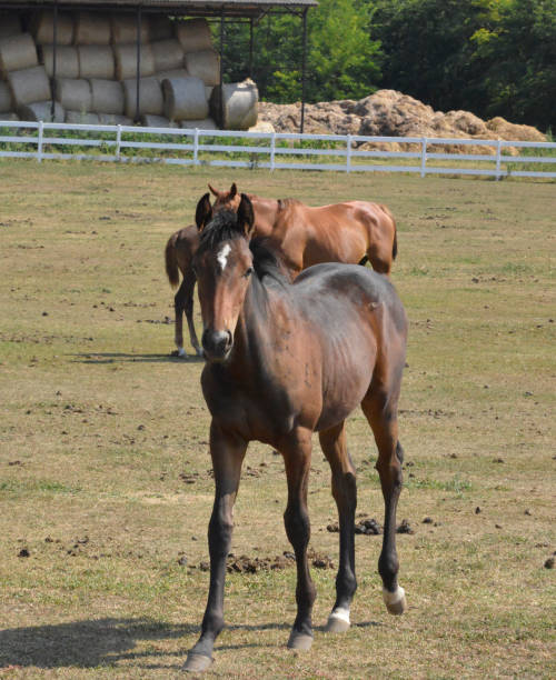 istock Mares and foals in the paddock on the farm 1273389786