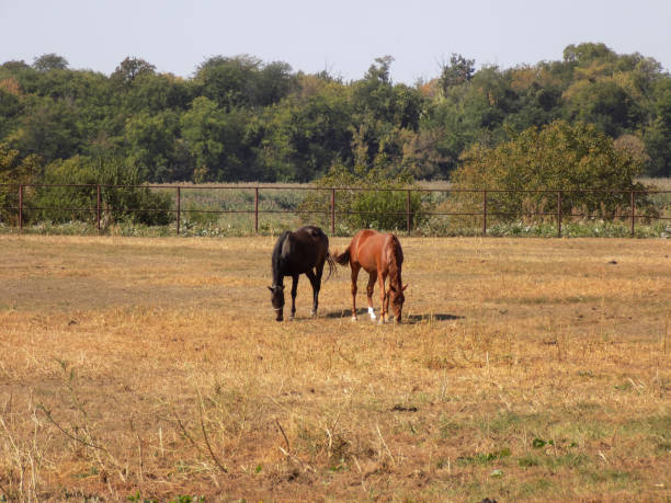 istock Brown and redhead horse grazes in a paddock on a farm 1273389809