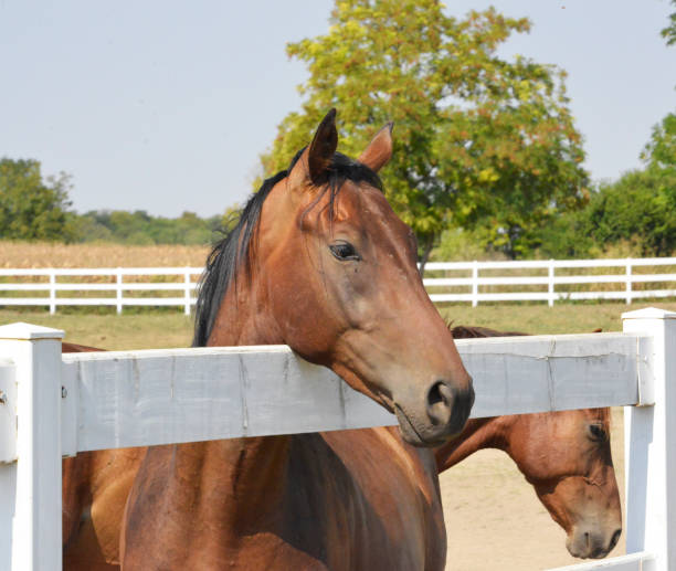 istock Portrait of a beautiful horse in a paddock 1273389821