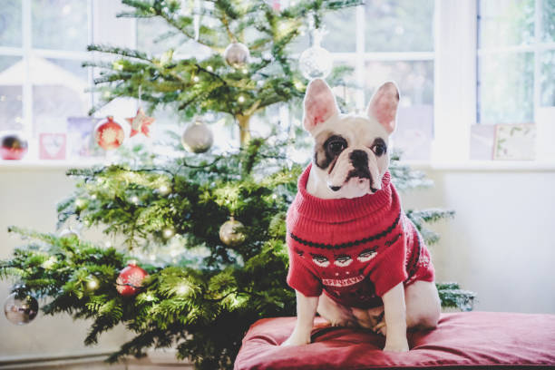 French Bulldog in Christmas jumper posing in front of Christmas tree stock photo
