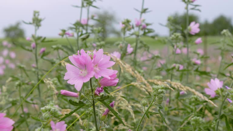 sigmarswurz, malva alcea, on a green meadow in front of a blue sky, the plants blow strongly in the wind in cloudy weather, by day, no persons