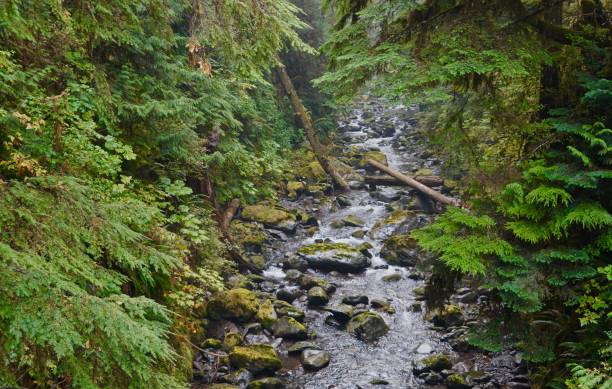 istock Quinault Rainforest Rocks 1273391482