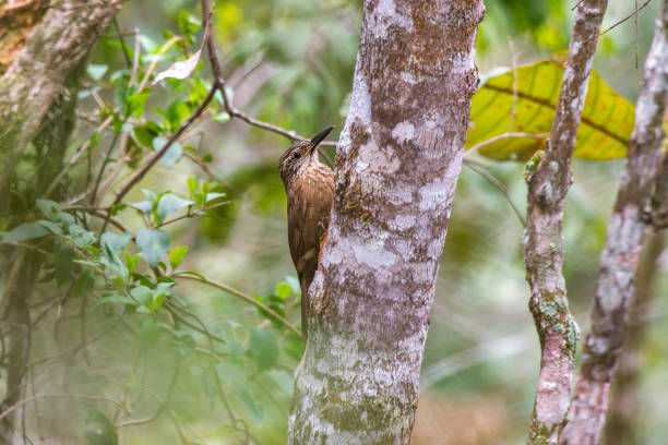 White throated Woodcreeper photographed in Santa Maria de Jetiba, Espirito Santo. Southeast of Brazil. White throated Woodcreeper photographed in Santa Maria de Jetiba, Espirito Santo. Southeast of Brazil. Atlantic Forest Biome. Picture made in 2016. woodcreeper stock pictures, royalty-free photos & images