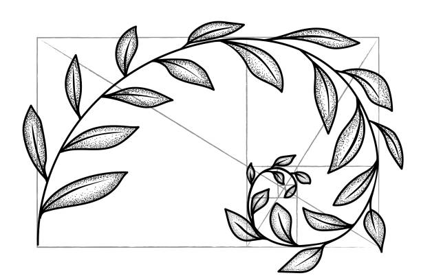 フローラルフィボナッチスパイラル。ハーモニーコンセプト、黄金比のスケッチ。ベクトルの図 - proportional点のイラスト素材／クリップアート素材／マンガ素材／アイコン素材