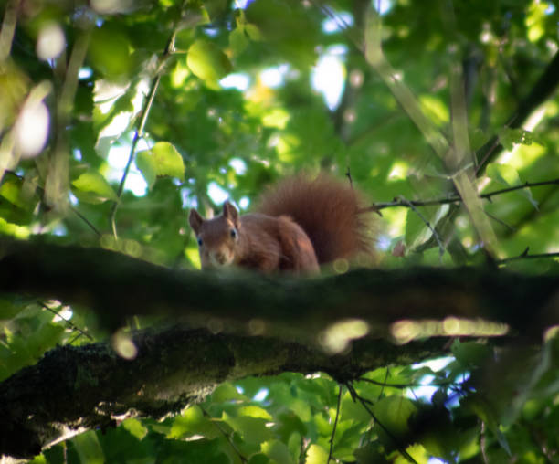 istock Red squirrel on a branch in a thick green tree 1273392576