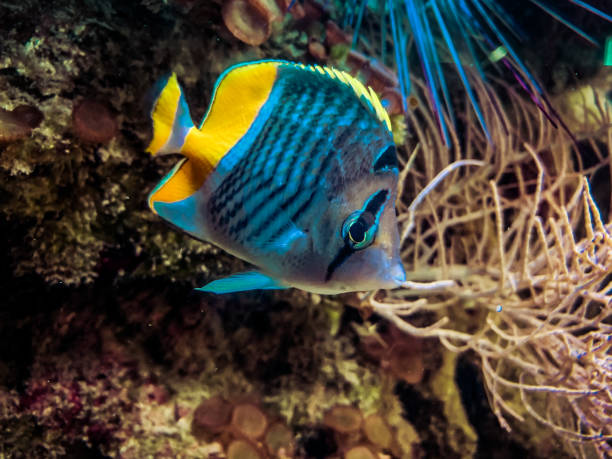 環礁の蝶魚、メルテンの蝶魚、青いターコイズブルーの水を持つサンゴ礁のメルテンのサンゴ魚のクローズアップ - beauty in nature coral angelfish fish ストックフォトと画像