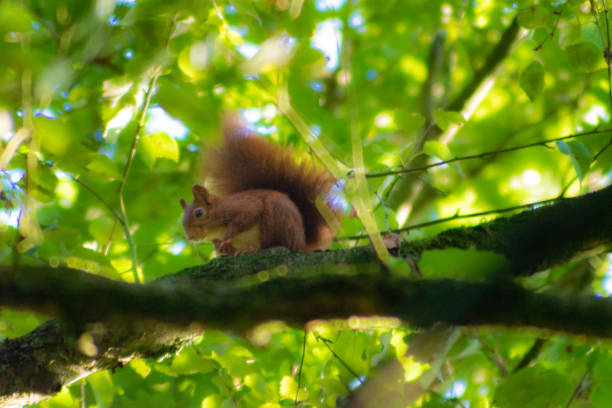 istock Red squirrel on a branch in a thick green tree 1273392593