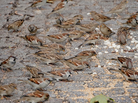 Sparrows pick crumbs from the ground in the park