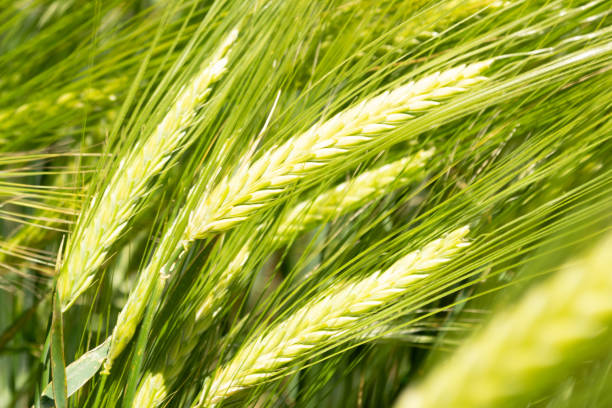 istock Ears of green wheat in spring 1273393366