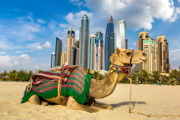 istock Camel in front of Dubai Marina 1273394536