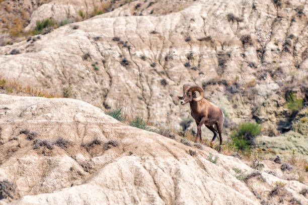 istock Big Horn Sheep in the Wild 1273395464