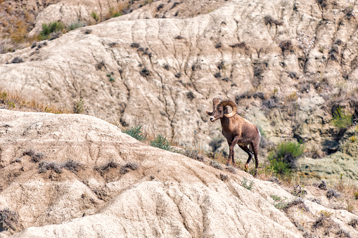 A wild bighorn sheep climbing the side of hill in the wilderness of Badlands National Park, South Dakota.