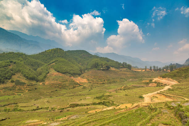 Panoramic view of Terraced rice field in Sapa, Lao Cai, Vietnam in a summer day