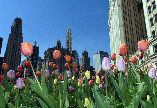 Tulips bloom in the middle of Magnificent Mile, an upscale part of Michigan Avenue, downtown Chicago.